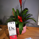 Swatch de Cici22 : Gommage Tonifiant, Laboratoire Eferda