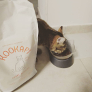 Swatch de Roumba2020 : KOOKAPI Chat Adulte, KOOKAPI