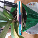 Swatch de Josmata 4141 : Volume Millions de Cils - Mascara Waterproof, L'Oréal Paris