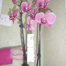 Swatch de cococalvi : Masque de la presqu'île -masque repulpant & redensifiant, Algologie