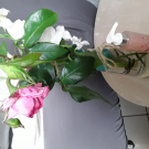 Swatch de Tofvi : Gelée d huile démaquillante, Centifolia