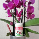 Swatch de Carlou59 : CONFORT URINAIRE, Phytoceutic