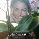 Swatch de laura.usselmann54 : Stick sourcils, L'Atelier du Sourcil