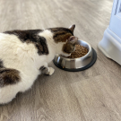 Swatch de Pepette1328 : Sacs de croquettes riches en poissons blancs frais pour chat stérilisé, équilibre & instinct