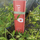 Swatch de Mygtesteuse : C 2 believe, Pai Skincare