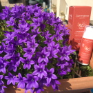 Swatch de Girly'S Family : Fluide solaire bio SPF50, Sarmance