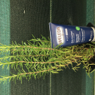 Swatch de Girly'S Family : Gel douche energisant for men, Weleda