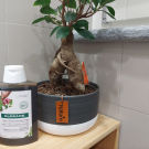 Swatch de Rilil : Klorane - Shampoo alla Chinina e Stella alpina BIO, Klorane [Italia]