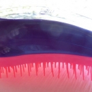 Swatch de jennyfer_pnz : Tangle Teezer Salon Elite, Tangle Teezer