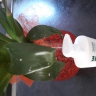 Swatch de lollipops : Gel crème, Biafine