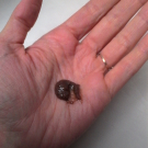 Swatch de lily169518 : Pate lavante volumisante au rassoul pur et extraits de rose, Christophe Robin