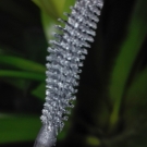 Swatch de morganetocco : Lash Princess Volume Mascara, Essence