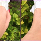 Swatch de Ô Boudoir Parfumé : Rosa Angelica - Concentré d'éveil réhydratant, Sanoflore