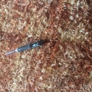 Swatch de Mishoou : Crayon Khôl, Yves Rocher