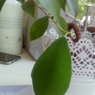 Swatch de 2filou7 : Pot en fer Skurar, Ikea