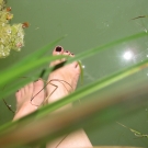 Swatch de lulu moon : LE VERNIS - LONGUE TENUE, Chanel