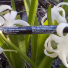 Swatch de anita30 : Faux blacks eyeliner, NYX