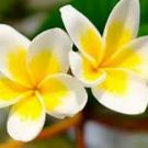 Swatch de peggy vanderhispallie : Soin Des Lèvres à La Cire D'abeille, Laino